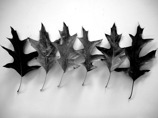 Autumn Leaves Black &White