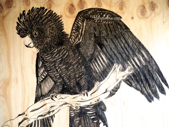 black cockatoo charcoal 