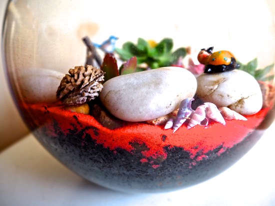 seashell in terrarium